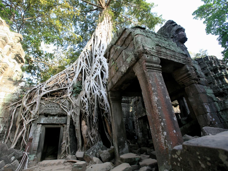 an old tree growing from the side of an abandoned building