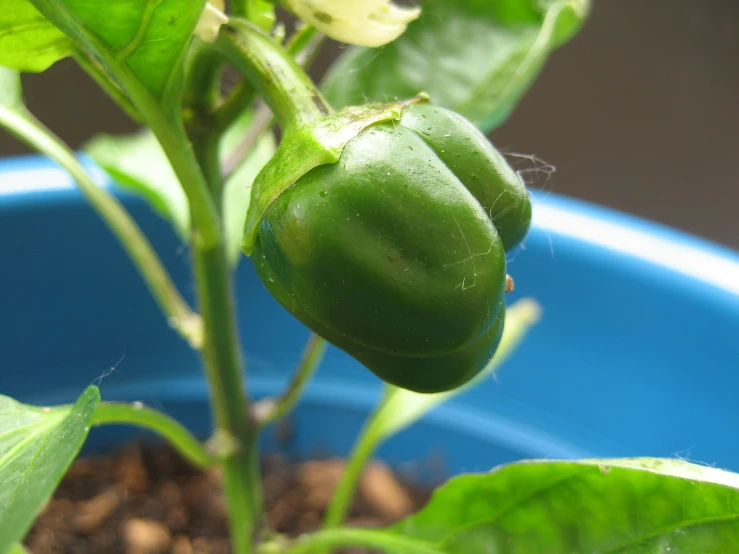 a green pepper growing in a pot on a plant