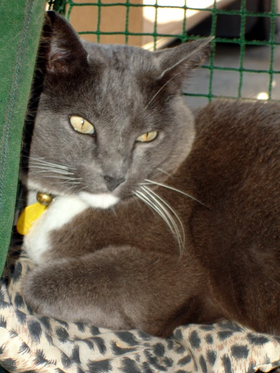 a grey cat with green eyes laying on a leopard print pillow