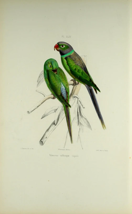 two green birds perched next to each other on a nch