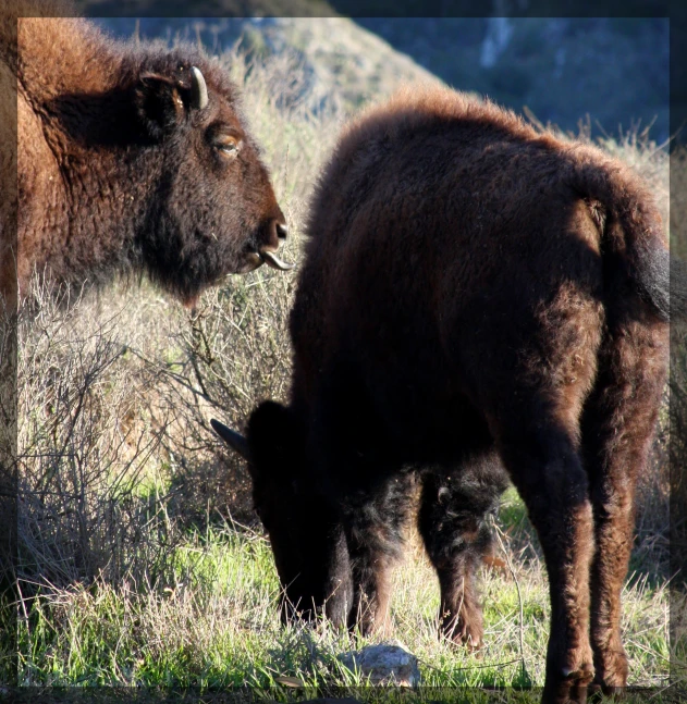 an adult bison grazes with it's young