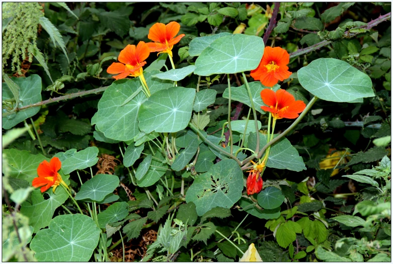 a bunch of orange flowers growing out of a bush