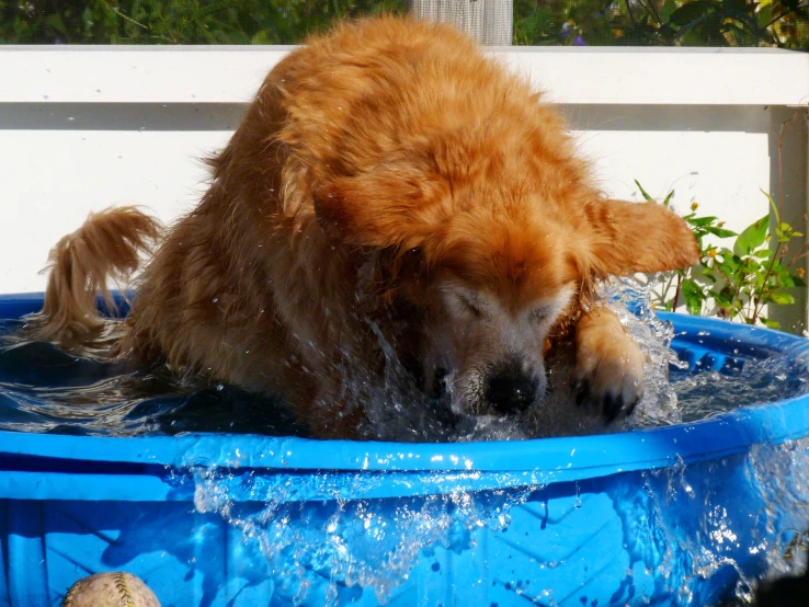 there is a dog that is in the water