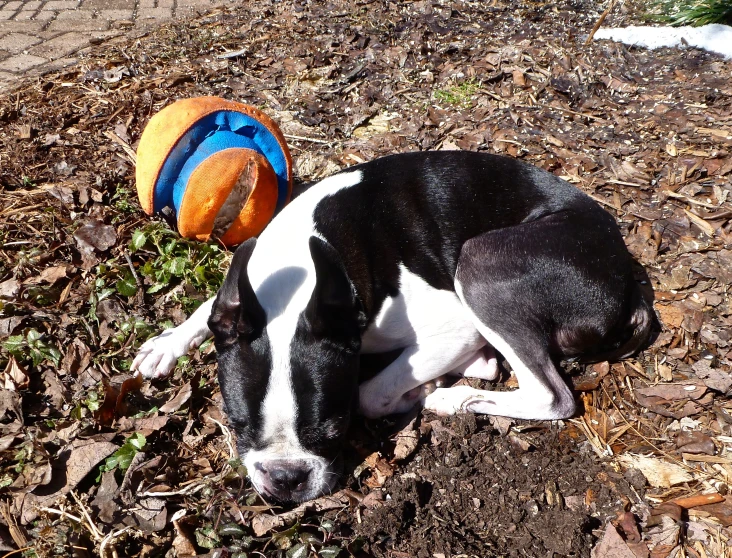 dog resting in the dirt with a frisbee on top of it