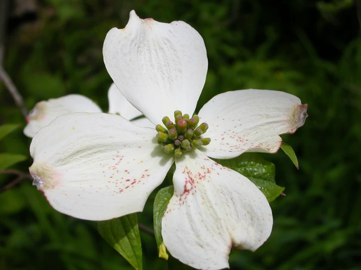 a close up of a white flower that is growing