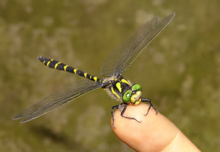 a person holding a small green and yellow dragonfly on their finger