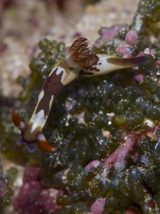 an octo in a seaweed bed of seaweed