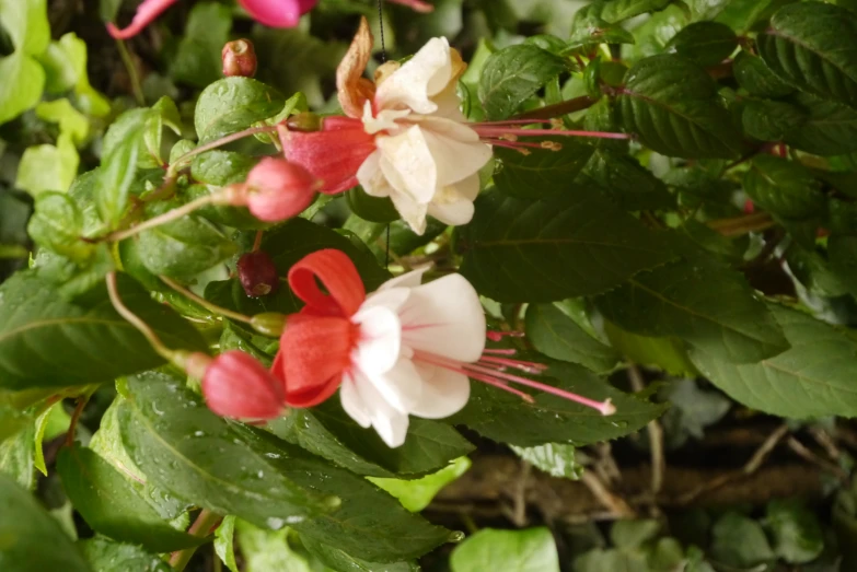 small white and pink flowers growing in the bush