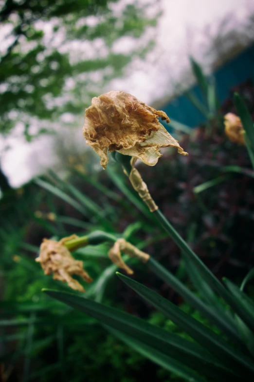 a few yellow flowers sitting in front of trees