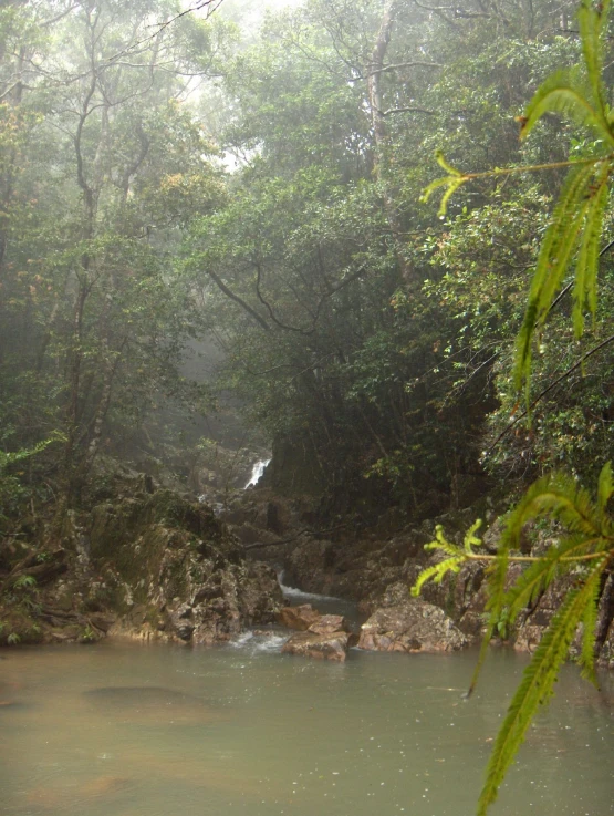 a beautiful stream flowing through a lush green forest