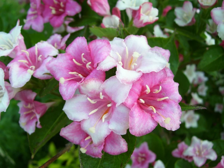 pink and white flowers that have some green leaves