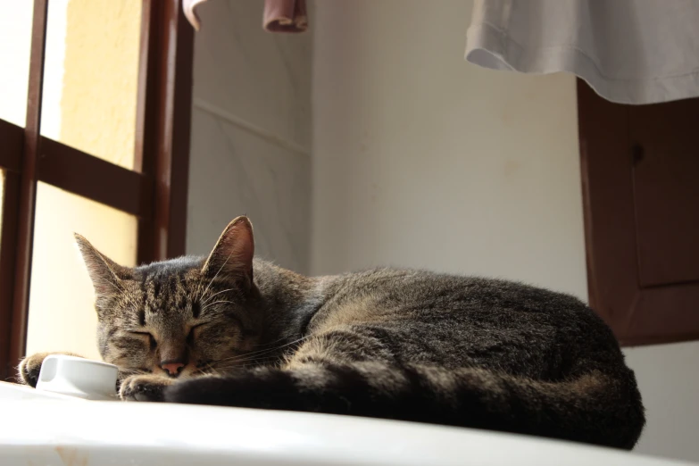 the cat is sleeping peacefully on a table next to a window