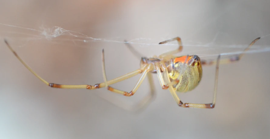 this insect has orange markings and is sitting on a web