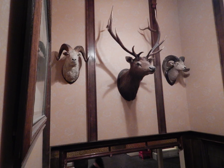 four deer head mounted on the wall in a room