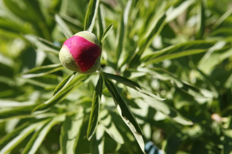 an open bud growing out of a plant