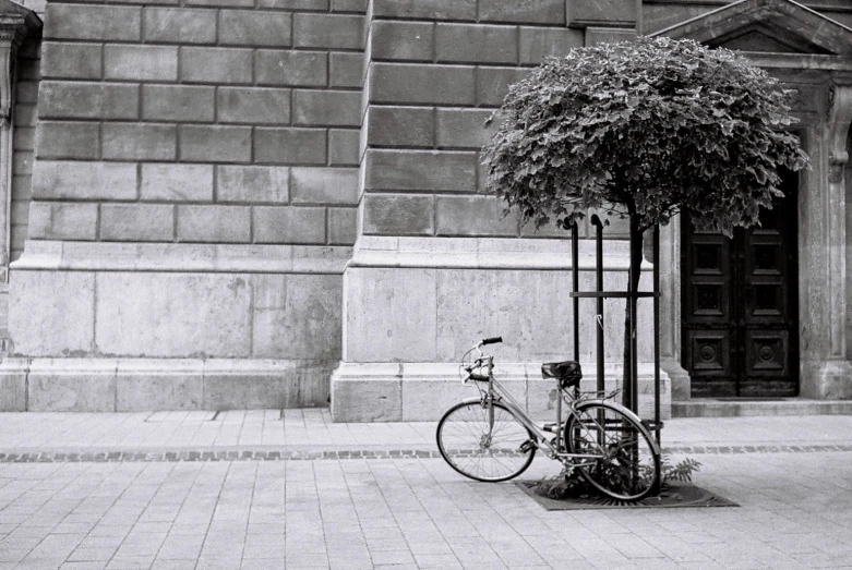 a bike parked under a tree on a sidewalk