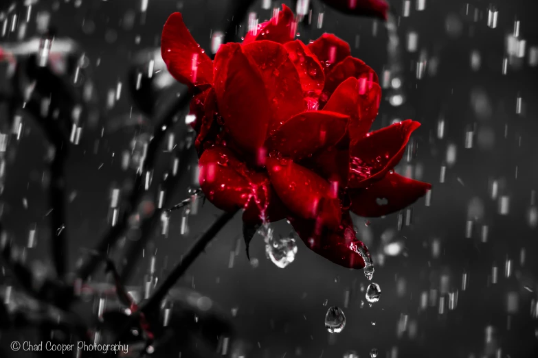 red flowers with water drops floating on the petals