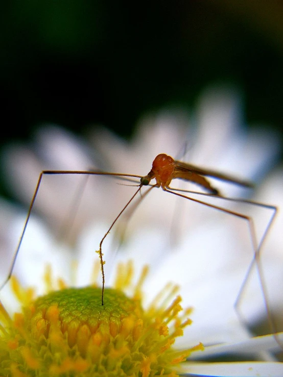 a small spider with a long legs is standing on a flower