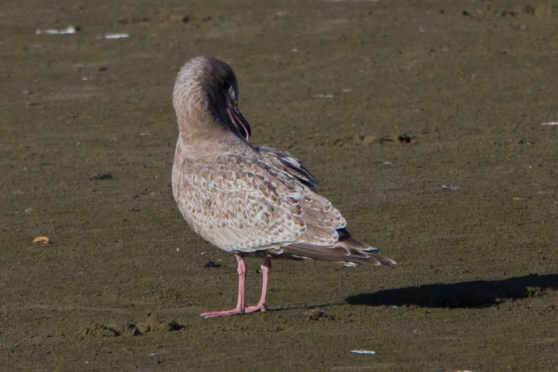 a bird with a long beak stands on the grass