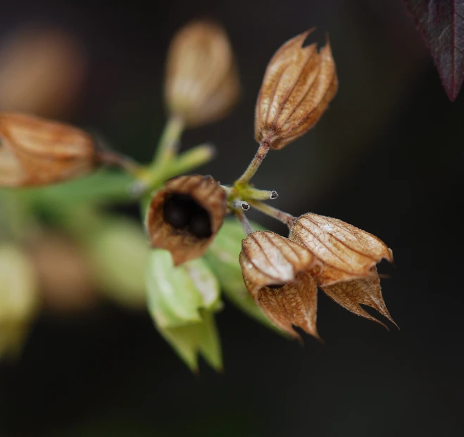 the flowers have drops of water on them