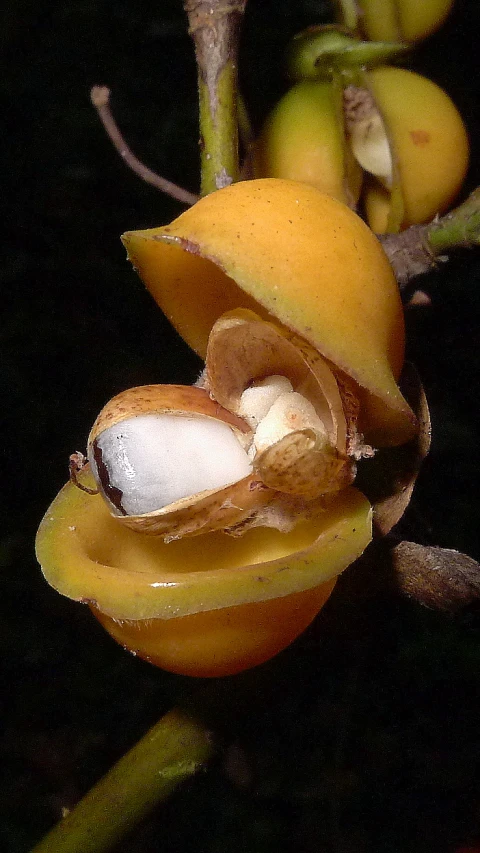 the yellow fruit is still open on the tree