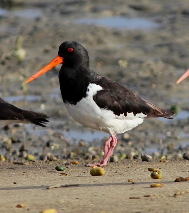 black and white bird with orange beak on beach