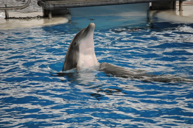 there is a dolphin in the water looking back