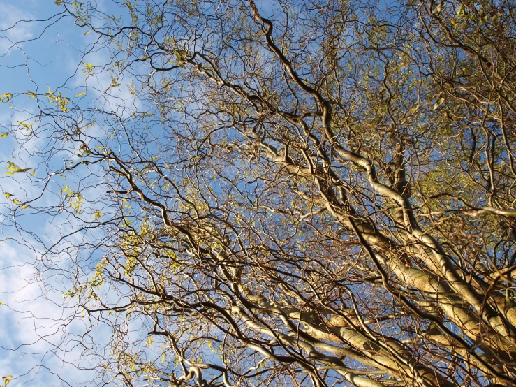 a picture of a leafless tree in a blue sky