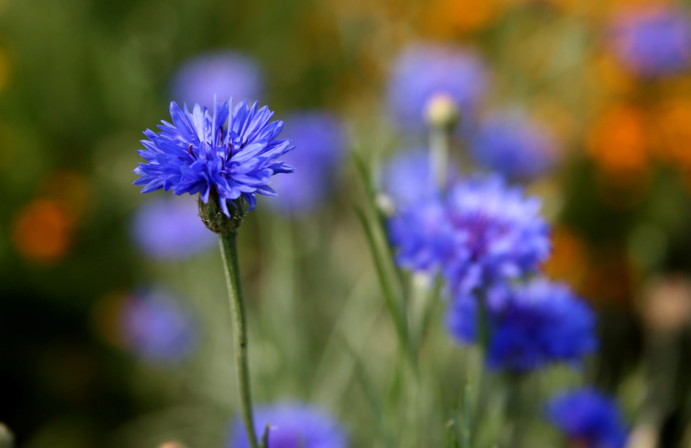 blue flowers growing in an open green area
