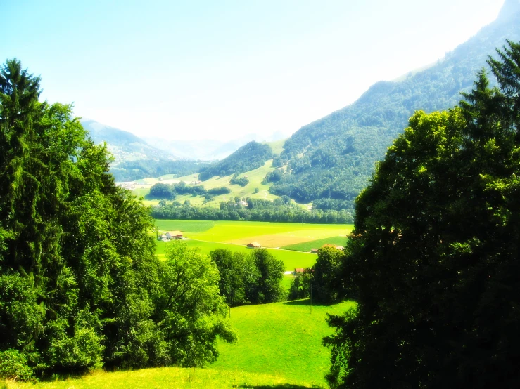 a grassy area with lots of trees and mountain view