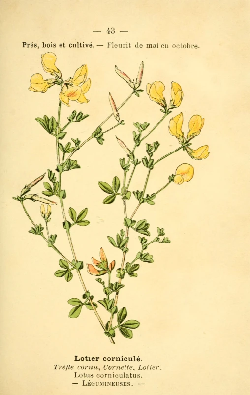 the title page of a flower in france
