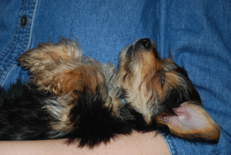 a small dog laying on his back in the lap of someone's person