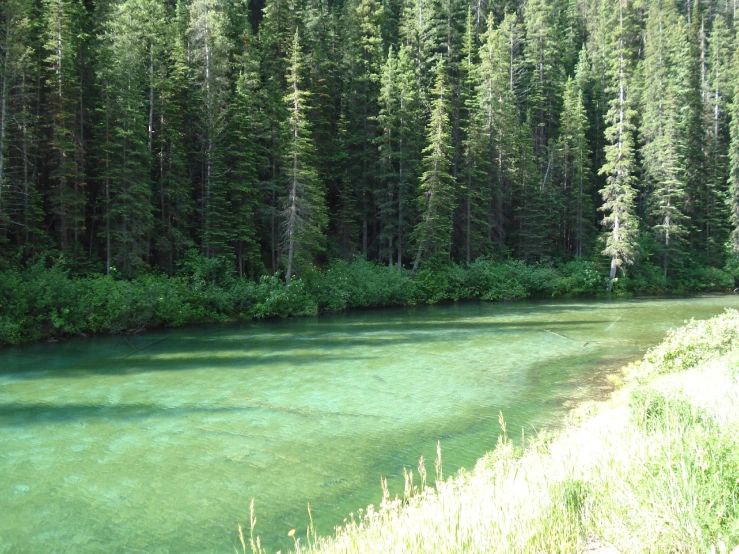 a stream running through a lush green forest