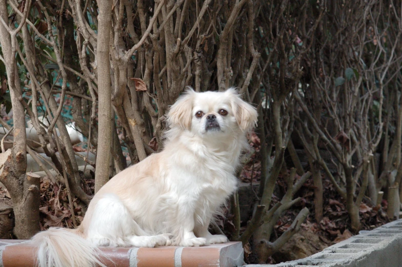 a dog sitting on top of a brick bench near some trees