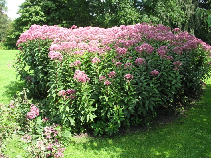 an old bush is surrounded by purple flowers