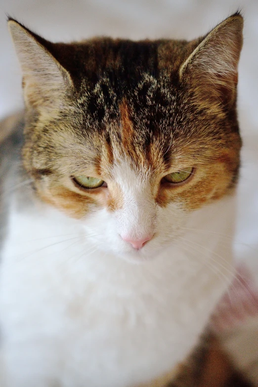 a cat laying down on top of a bed