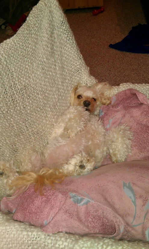 a dog sits in a chair while wrapped in a blanket