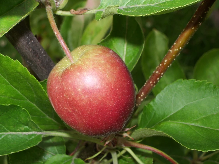 an apple hanging from the tree on the nch