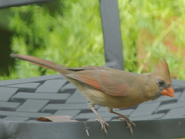 a bird that is standing on a chair