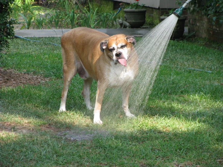 a dog is standing outside while spraying soing with water
