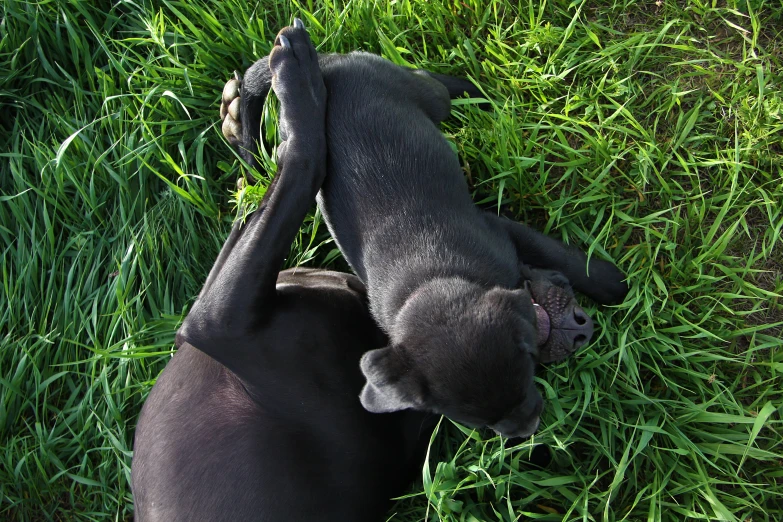 the top down picture of a black dog rolling in the grass