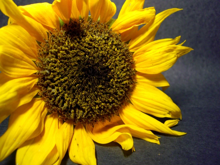 the center part of a sunflower is partially open