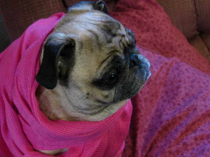 a pug wearing a pink scarf laying on top of a couch