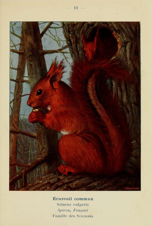 a very pretty red squirrel with a peanut in its mouth