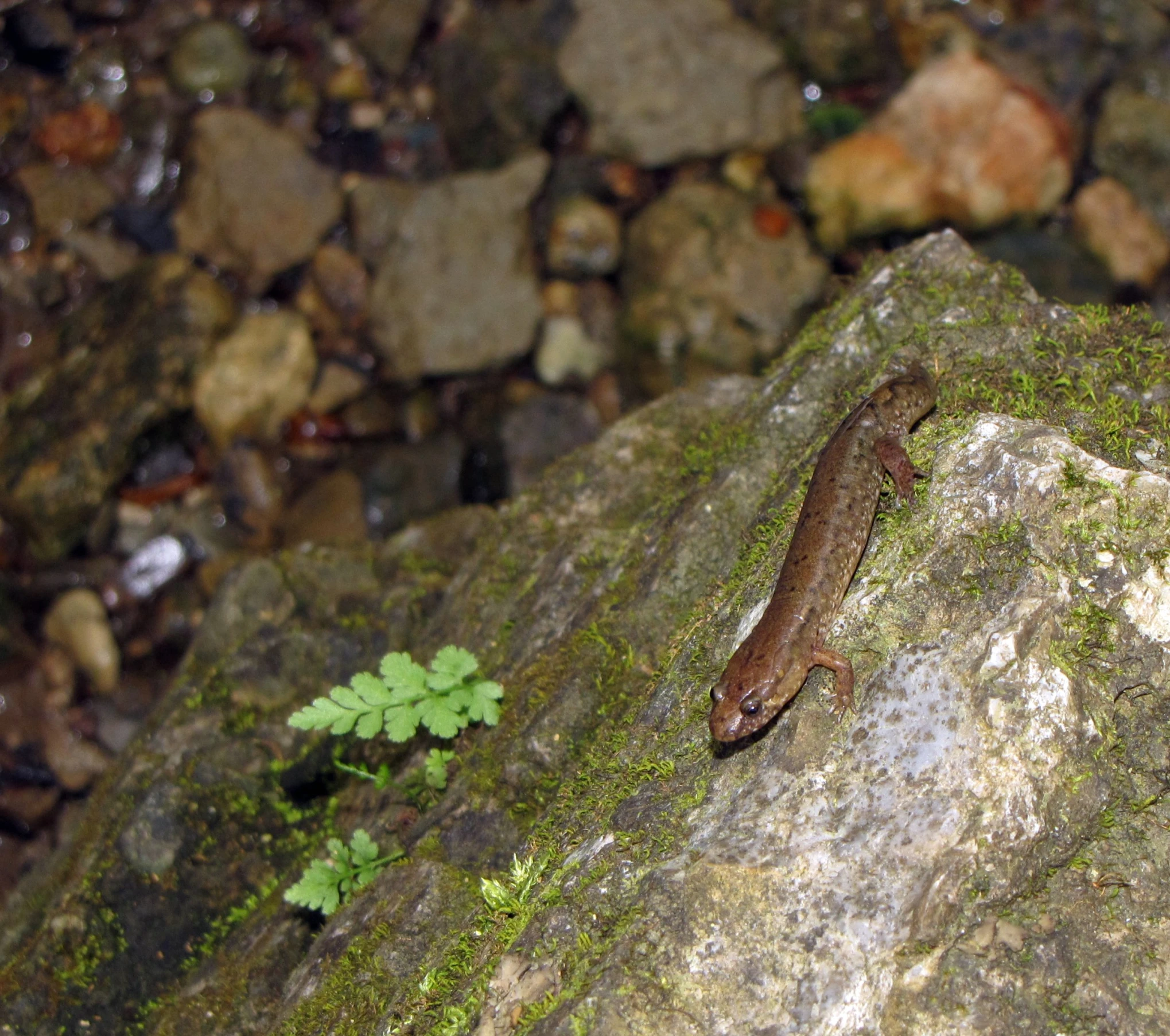 a brown and black lizard sitting on top of a rock