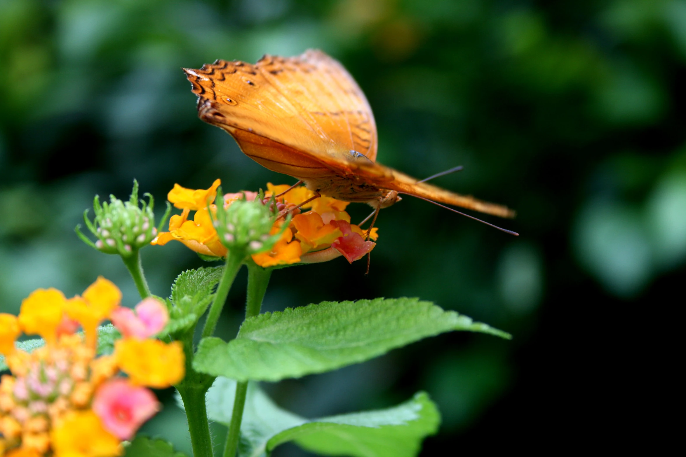 a close up of an orange erfly on some yellow flowers