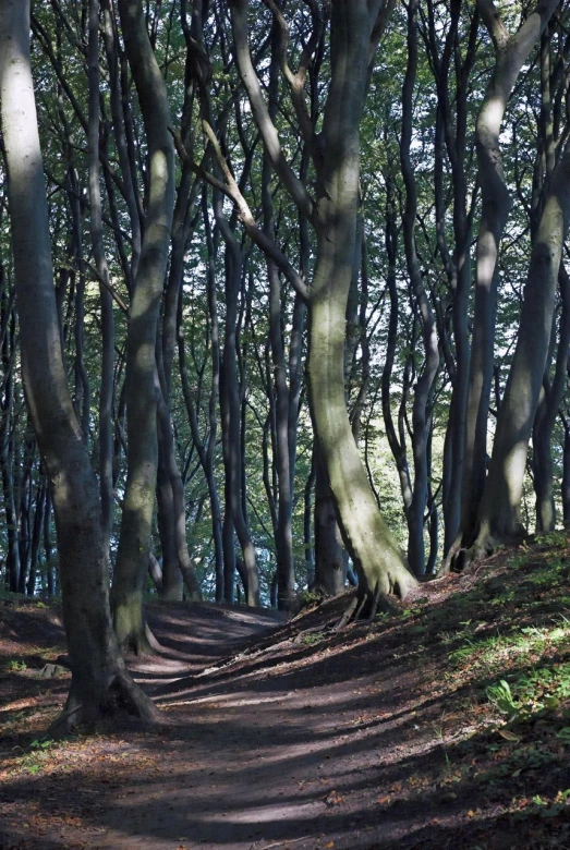 trees and grass near the ground with a path