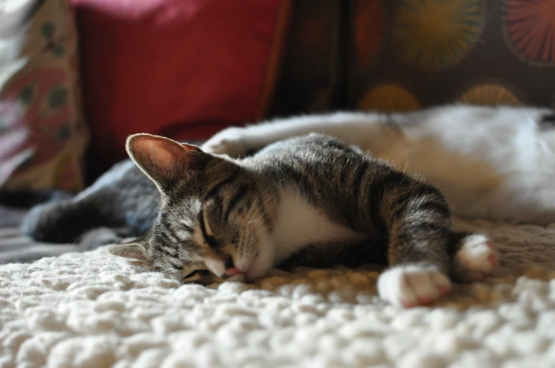 the cat is relaxing on the white blanket