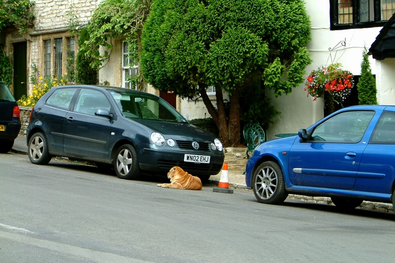 the dog is laying down on the curb next to the cars