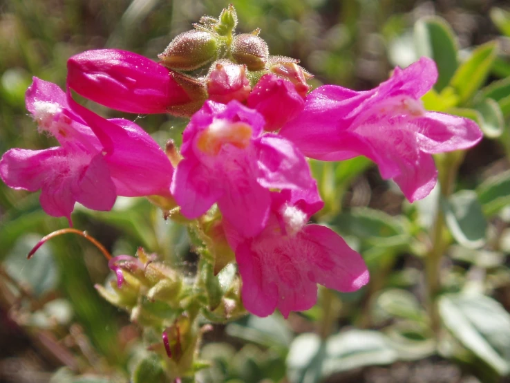 some very pretty flowers in the grass